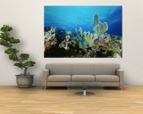 Underwater View of a Reef in the British Virgin Islands