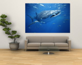 Small Fish Swim Along with a Whale Shark  Rhincodon Typus