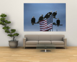 A Group of Northern American Bald Eagles Sit on a Trees Sparse Perches