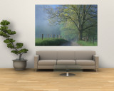 Foggy Road and Oak Tree  Cades Cove  Great Smoky Mountains National Park  Tennessee  USA