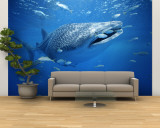 Small Fish Swim Along with a Whale Shark  Rhincodon Typus