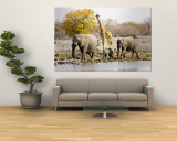 African Elephants and Giraffe at Watering Hole  Namibia