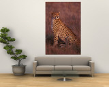 Cheetah  Masai Mara  Kenya