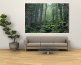 Moss-Covered Rocks Fill a Misty Wooded Hillside