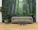 Moss-Covered Rocks Fill a Misty Wooded Hillside
