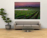 Sunrise in Distant Fog  Carnaros  Napa Valley  California  USA