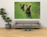 Alaskan Brown Bear Cubs Wait in Long Grass for Their Mother