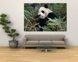 Panda Eating Bamboo in Wolong Valley  Wolong Ziran Baohuqu  Sichuan  China