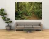 A Trail Cuts Through Ferns and Shrubs Covering the Rain Forest Floor