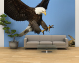 American Bald Eagle Comes in for a Landing on a Dead Tree Branch