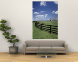 Thoroughbred in the Countryside  Kentucky  USA