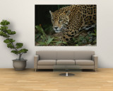 A Close View of a Captive Jaguar  Panthera Onca