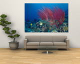 Coral Reefs  Papua  Indonesia