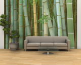 Bamboo Forest  Kyoto  Japan