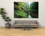 Woodland View with Ferns Along Stream