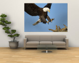 American Bald Eagle Comes in for a Landing on a Dead Tree Branch