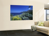 Broom Flowers and the Mediterranean Sea  Sicily  Italy