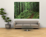 Silver Falls Trail  Mt Rainier National Park  Washington  USA