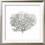 Sea Fan on Linen III