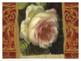 Classic White Rose