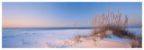 Dune Dreaming