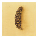 Fundamental Nature IV