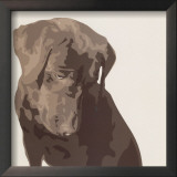 Chocolate Labrador