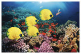 Red Sea Serentity