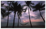 Coconut Palms
