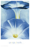 Blue Morning Glories