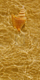 Ripple Shell III