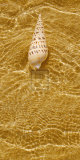 Ripple Shell I