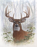 Deer Buck Portrait