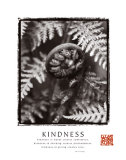 Kindness: Fiddlehead