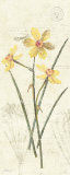 Daffodil Panel