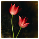 Species Tulips