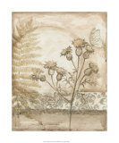 Twilight Meadow I