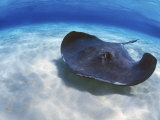 Stingray City  Grand Cayman  Cayman Islands  Caribbean