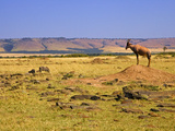 Topi Overlooking Landscape  Kenya