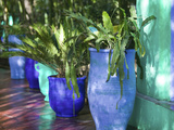 Jardin Majorelle and Museum of Islamic Art  Villa Pottery  Marrakech  Morocco
