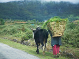 Farmer with Cow in the Mountains  Bumthang  Bhutan