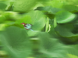 Bird and Pond of Lily Pads  Rohet  Rajasthan  India