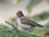 Close-up of Male Cassin's Finch in Pine Tree  Kamloops  British Columbia  Canada
