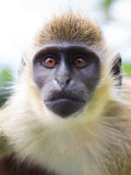 Green Ververt Monkey  St Kitts  Caribbean