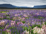Blooming Lupine Near Town of Teanua  South Island  New Zealand
