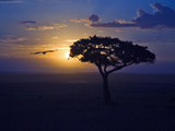 Early Sunrise on Vulture Gliding in Silhouetted Tree of the Maasai Mara  Kenya