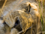 Male Lion in the Late Afternoon  Maasai Mara  Kenya
