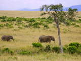 African Elephant Grazing in the Fields  Maasai Mara  Kenya