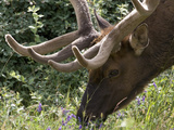 Portrait of Elk Feeding at Jasper National Park  Canada
