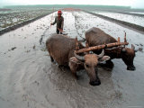 Farming  Indonesia